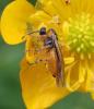 Athalia cordata